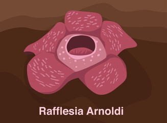 Rafflesia arnoldi flower vector illustration bunga bangkai or the giant carcass flower amorphophallus titanum from sumatera Indonesia