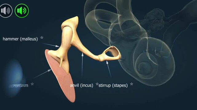 Anatomy of cochlea of the ear