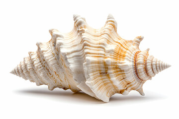Fototapeta premium Seashell on white background (1)