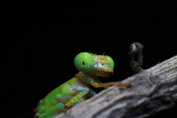 green dragonfly on a black background