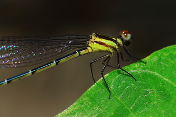blue dragonfly on a green leaf