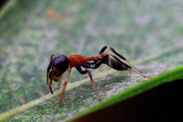 red Spider  on a leaf