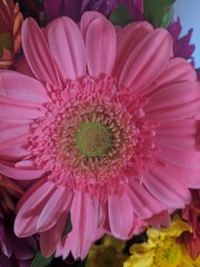 pink gerbera flower macro closeup beauty