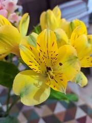 Fototapeta premium yellow flower nature close beauty