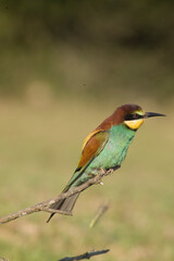 bee eater perched on branch, Merops apiaster, Porto Conte Park, Alghero, SS, Sardinia. Italy