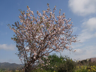 Mandorlo
