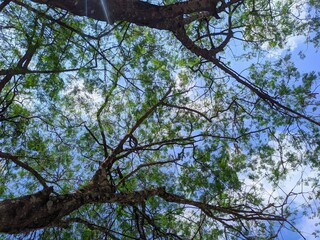 tree branches sky blue green