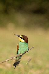 bee eater perched on branch, Merops apiaster, Porto Conte Park, Alghero, SS, Sardinia. Italy