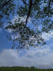 tree sky clouds nature view