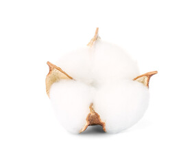 Beautiful cotton flower isolated on white background