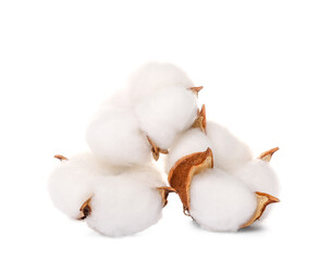 Cotton flowers isolated on white background