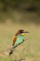 bee eater perched on branch, Merops apiaster, Porto Conte Park, Alghero, SS, Sardinia. Italy