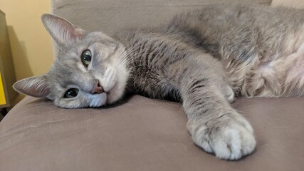 gray cat relaxing on his bed