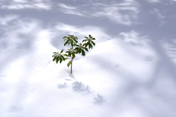 雪と森の詩