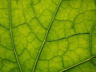 Natura