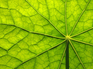 Natura