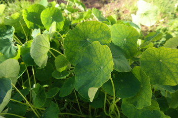 Natura