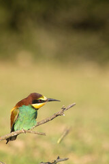 bee eater perched on branch, Merops apiaster, Porto Conte Park, Alghero, SS, Sardinia. Italy