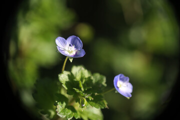 Natura