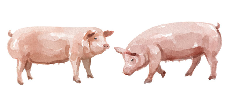 Watercolor set of pig for logo, invitations and more