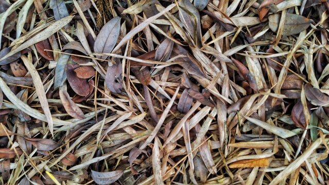 Dry Leaves and Twigs Natural Texture Background