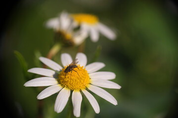 Natura