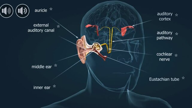 Anatomy of human ear