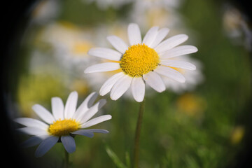 Natura