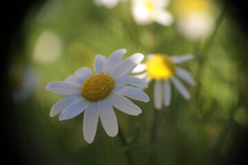 Natura