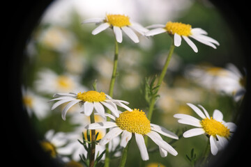 Natura