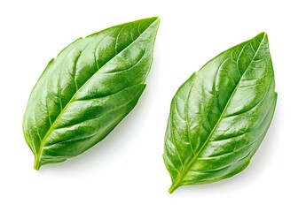 Fresh Basil Leaves Isolated on White Background for Culinary Use