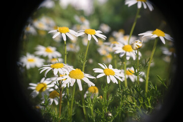 Natura