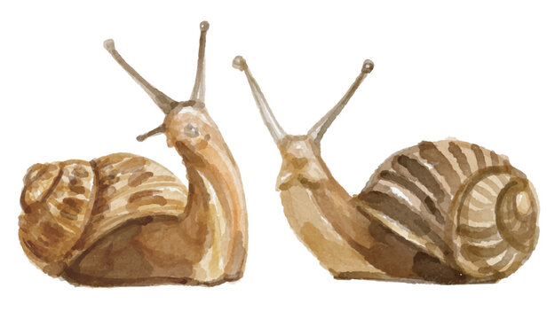 Watercolor set of snail for logo, invitations and more