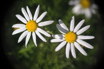 Natura