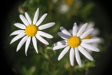 Natura