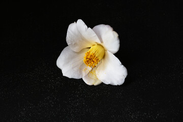 美しい白い椿　黒背景　コピースペースあり　背景素材　Beautiful white...