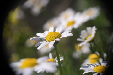 Natura