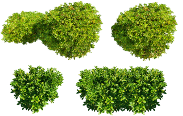 Set of green bushes isolated on transparent background for landscaping design, Euonymus, spindle bush
