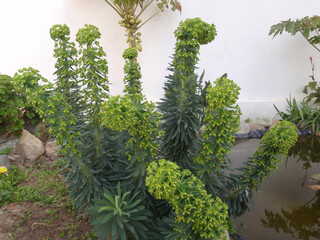 Natura