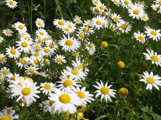 Natura