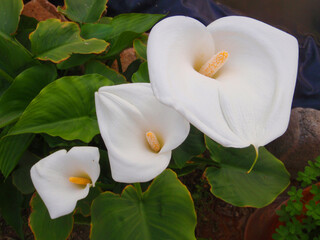 Natura