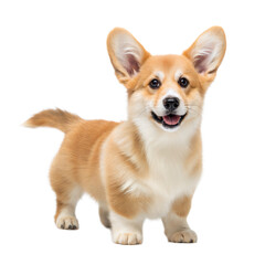 Corgidor AI Generated Image