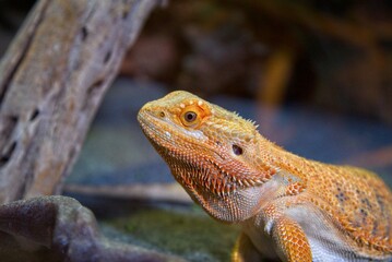 BEARDED DRAGON