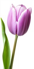 Single Purple Tulip Blossom on White Background