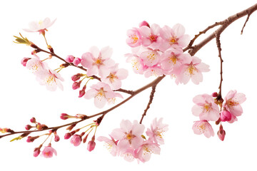 Obraz premium Pink Cherry Blossom Branches PNG Transparent Background Spring Flowers