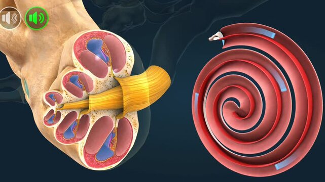  Tonotopy mechanism of the ear