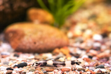 Thick lipped loach, Protomyzon pachychilus, Yaoshania pachychilus river asia suckermouth fisch. Panda loach goby, Pandaschmerle bottom feeder and algae eater, ornamental fish photography view