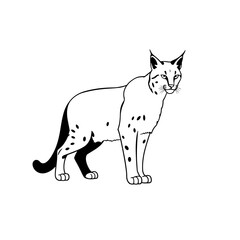 Lynx illustration, standing pose, distinctive features, minimalistic design, white background, copy space