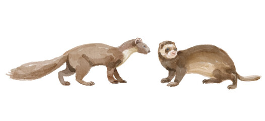 Naklejka premium Watercolor set of weasel for logo, invitations and more