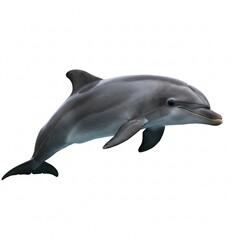 Naklejka premium Dolphin on a white background